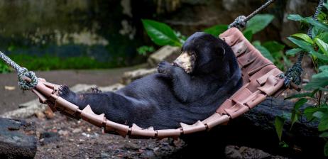NOEL THE BEAR – A “CHRISTMAS MIRACLE”