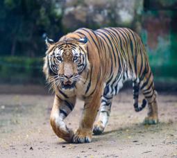 NHẤT – THE DASHING BENGAL TIGER