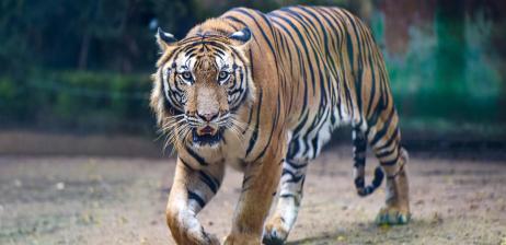 NHẤT – THE DASHING BENGAL TIGER