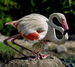 FLAMINGOS – THE “WATERFRONT IDOLS” OF SAIGON ZOO AND BOTANICAL GARDENS