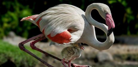 FLAMINGOS – THE “WATERFRONT IDOLS” OF SAIGON ZOO AND BOTANICAL GARDENS