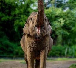 VOI CHUÔNG – THE BELOVED ELDER ASIAN ELEPHANT