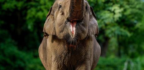 VOI CHUÔNG – THE BELOVED ELDER ASIAN ELEPHANT