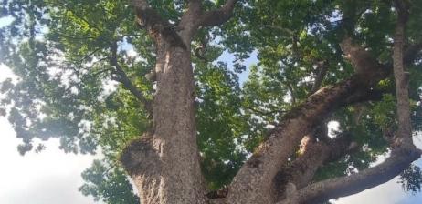African Mahogany