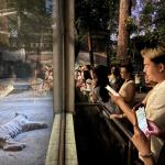 Hành trình khám phá thế giới bí ẩn của thế giới động vật về đêm_0