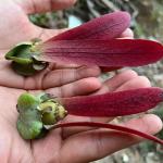 Cây Dầu con rái_1