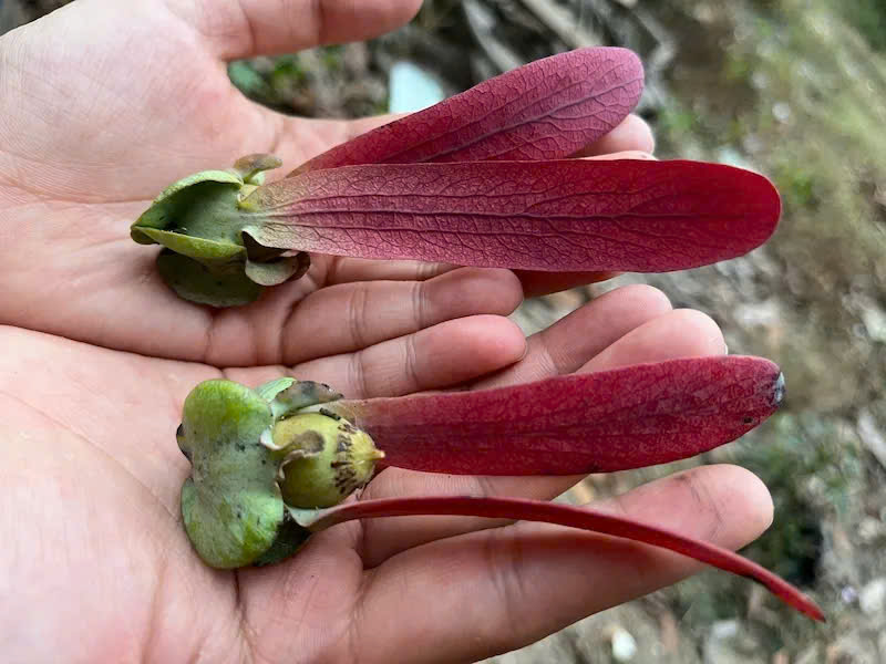 Cây Dầu con rái_ full_1