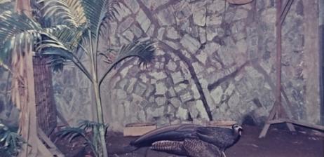 Công tác bảo tồn loài chim Trĩ sao (Rheinardia ocellata ocellata) tại  Thảo Cầm Viên Sài Gòn