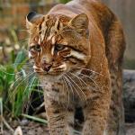 Vé cổng người lớn và trẻ em_3