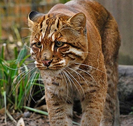 Vé cổng người lớn và trẻ em_ full_3