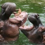 Vé cổng người lớn và trẻ em_4