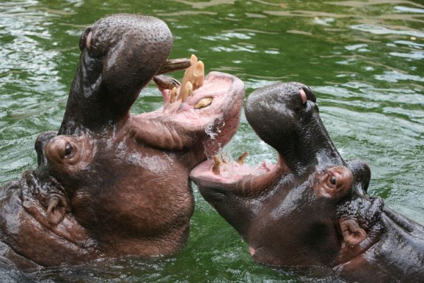 Vé cổng người lớn và trẻ em_ full_4