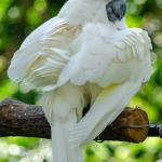 VẸT TRẮNG MÀO TRẮNG_3