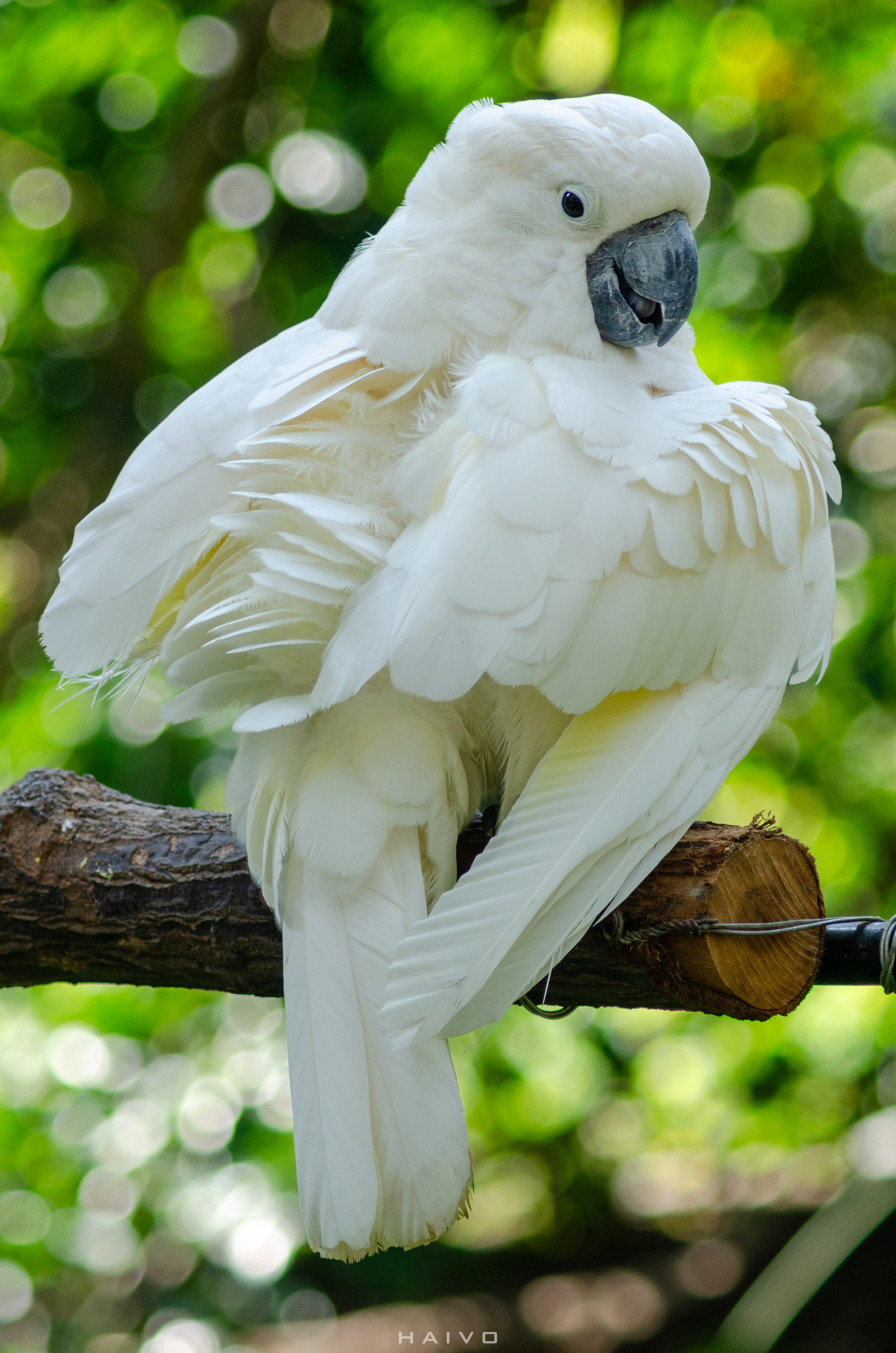 VẸT TRẮNG MÀO TRẮNG_ full_3