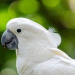 VẸT TRẮNG MÀO TRẮNG_2