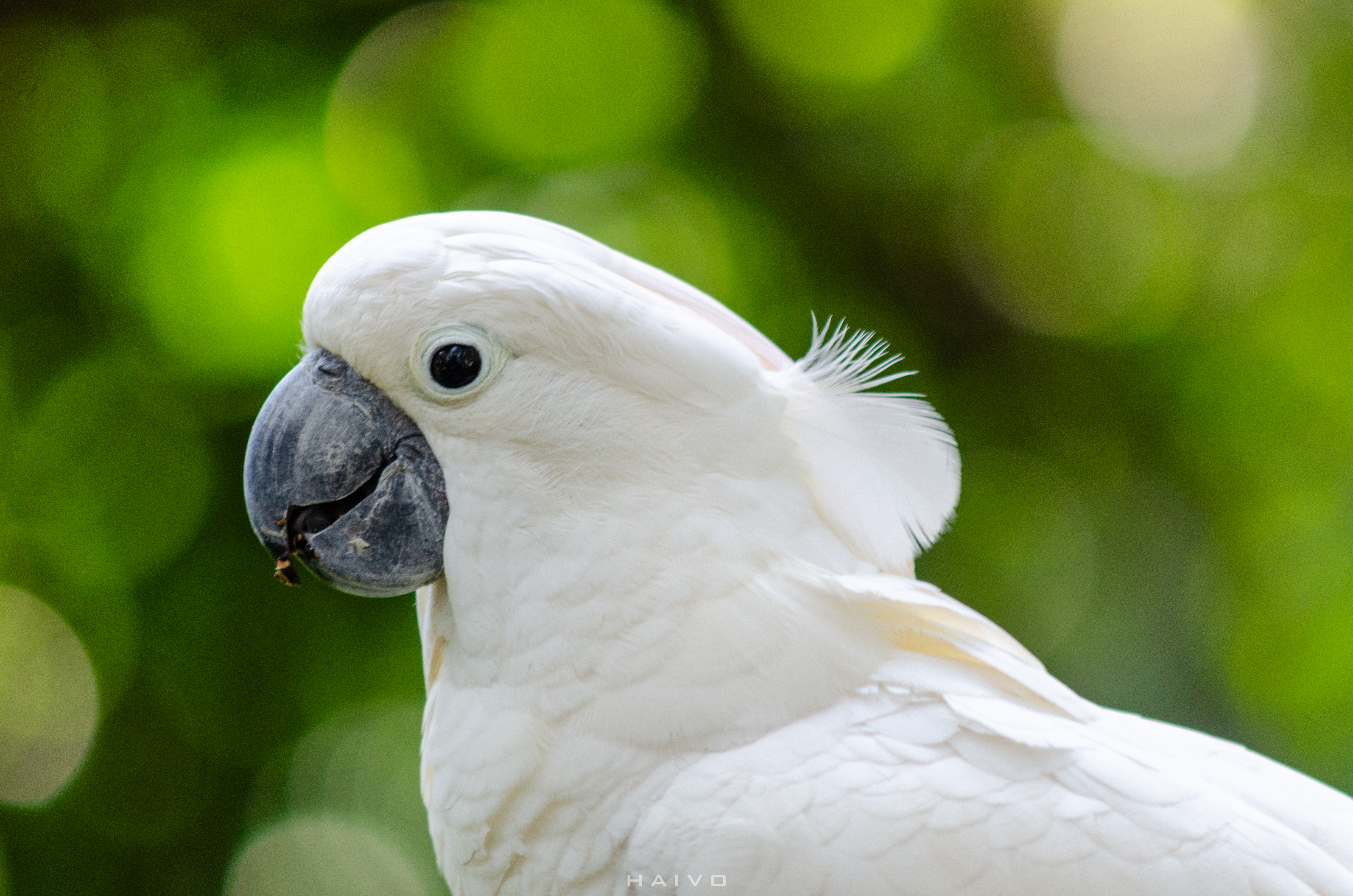 VẸT TRẮNG MÀO TRẮNG_ full_2