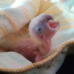 VẸT TRẮNG MÀO TRẮNG_1