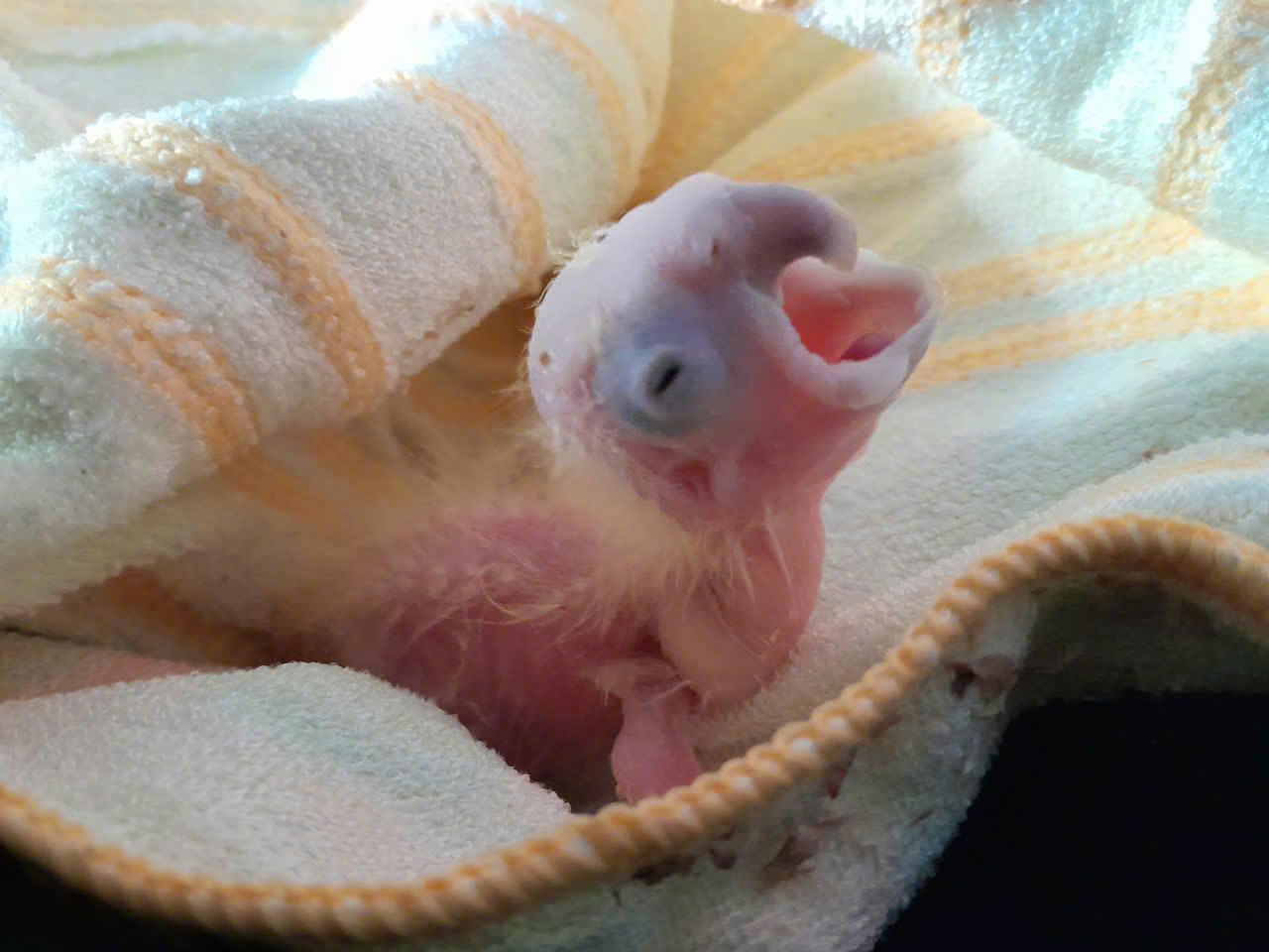 VẸT TRẮNG MÀO TRẮNG_ full_1