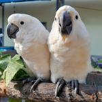 VẸT TRẮNG MÀO TRẮNG_0