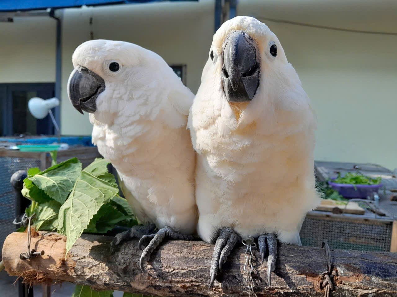 VẸT TRẮNG MÀO TRẮNG