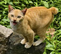 MIKA – “trưởng chuồng” quyền lực siêu đáng yêu