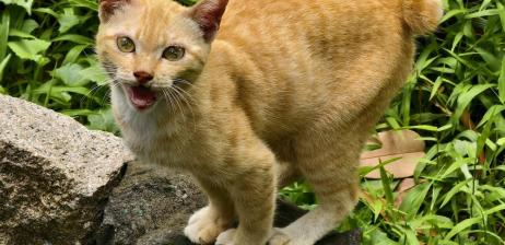 MIKA – “trưởng chuồng” quyền lực siêu đáng yêu