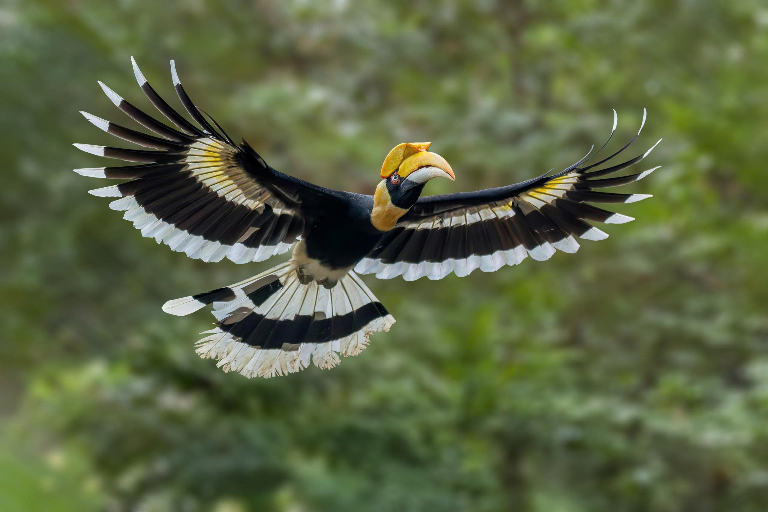 HỒNG HOÀNG_ full_1