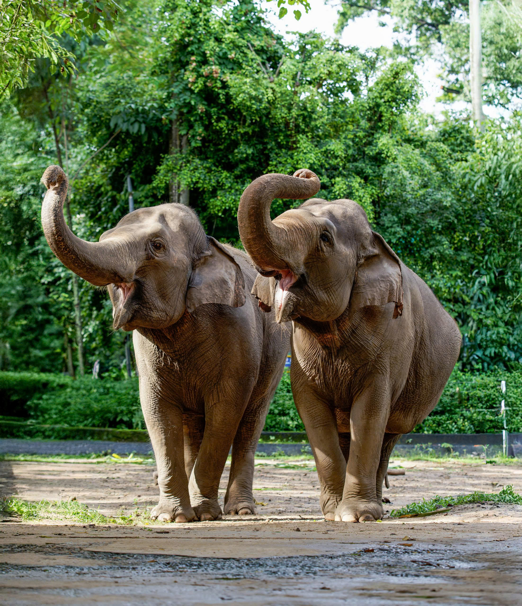 VOI CHÂU Á_ full_3