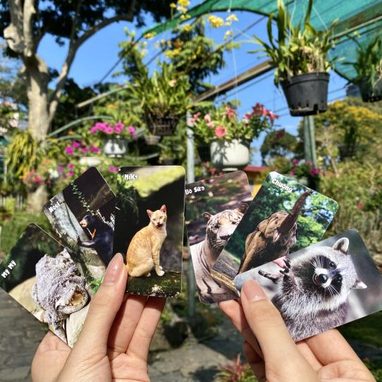 🖼️ CARD BO GÓC – SƯU TẬP “IDOL” THẢO CẦM VIÊN