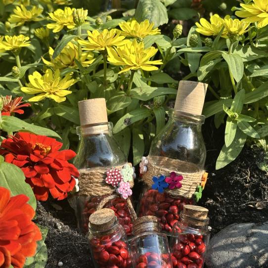 🌱 HẠT CƯỜM RẮN – SẮC ĐỎ TỰ NHIÊN TỪ CÂY TRẠCH QUẠCH