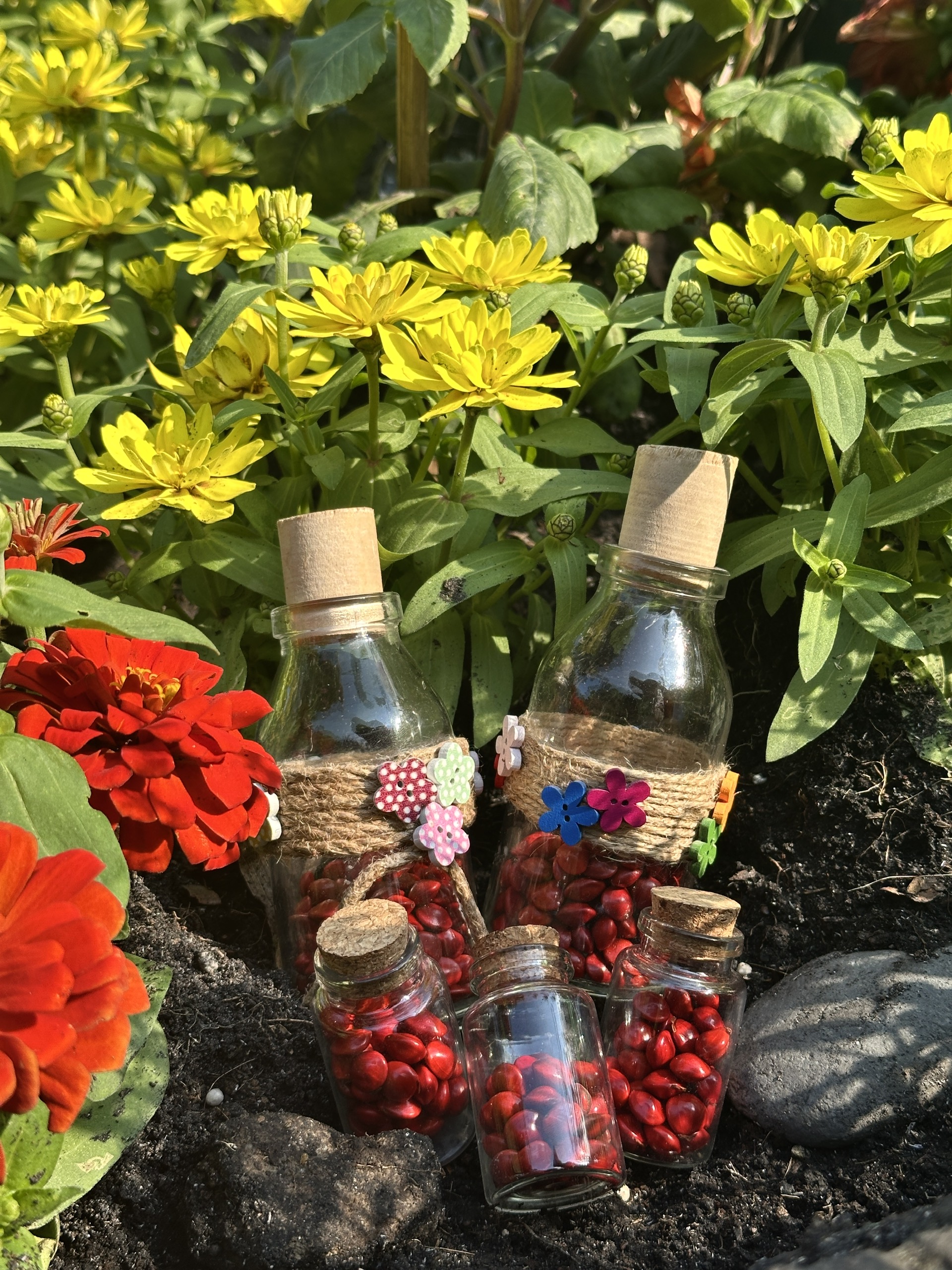 Ảnh chính 🌱 HẠT CƯỜM RẮN – SẮC ĐỎ TỰ NHIÊN TỪ CÂY TRẠCH QUẠCH