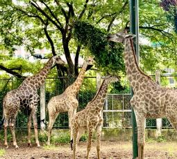 Gia đình Hươu cao cổ tại Thảo Cầm Viên Sài Gòn