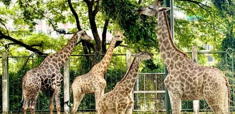 Gia đình Hươu cao cổ tại Thảo Cầm Viên Sài Gòn