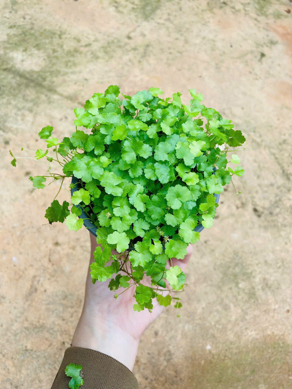 Ảnh chính RAU MÁ HƯƠNG