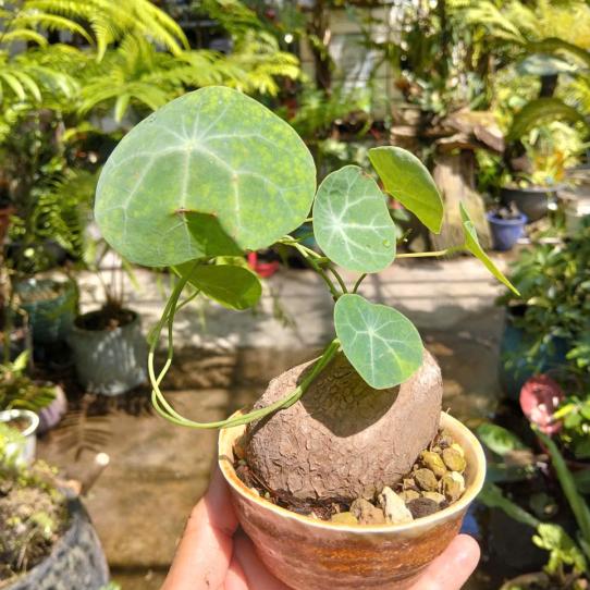 CỦ BÌNH VÔI THÁI