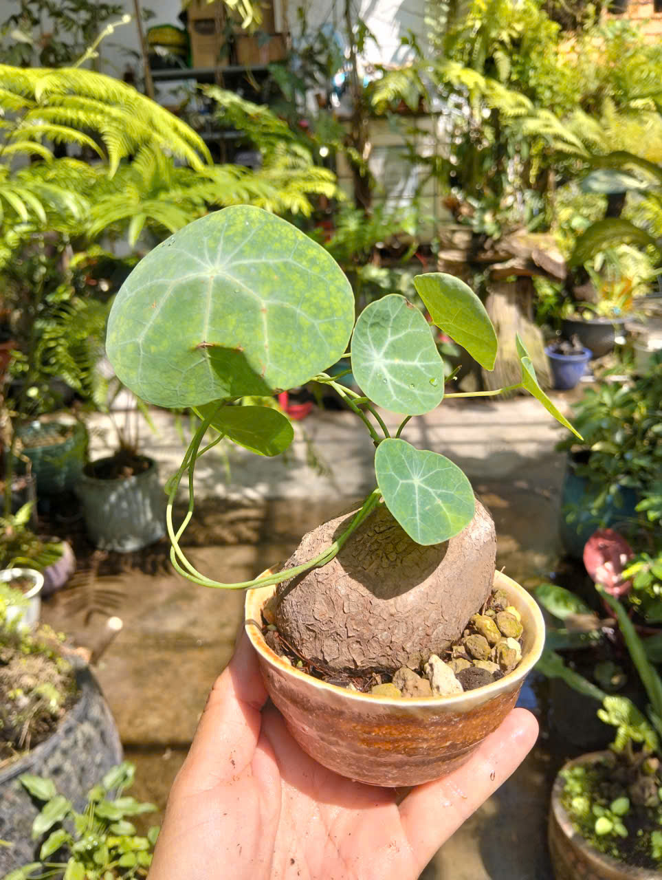 Ảnh chính CỦ BÌNH VÔI THÁI