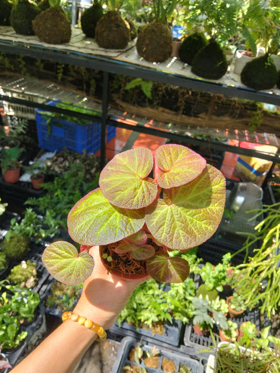 Ảnh chính BENGONIA