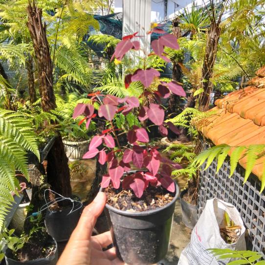 OXALIX TÍM - ít thân