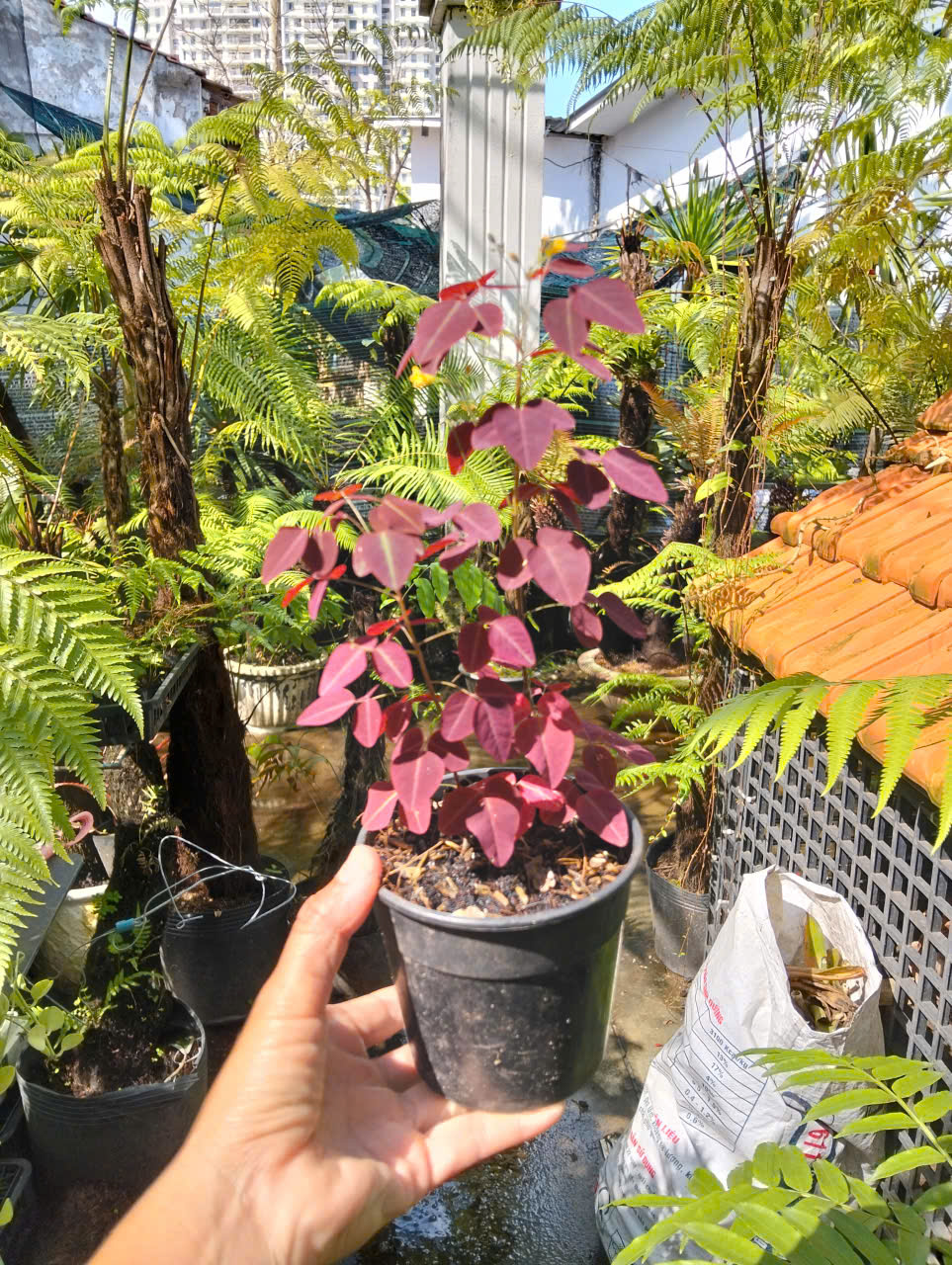 Ảnh chính OXALIX TÍM - ít thân