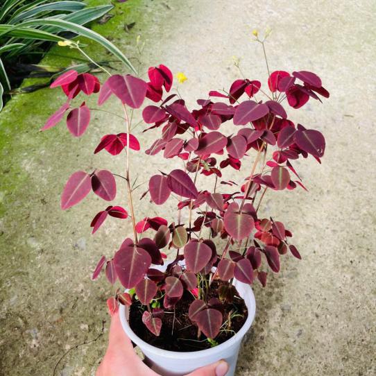 OXALIX TÍM - Nhiều thân