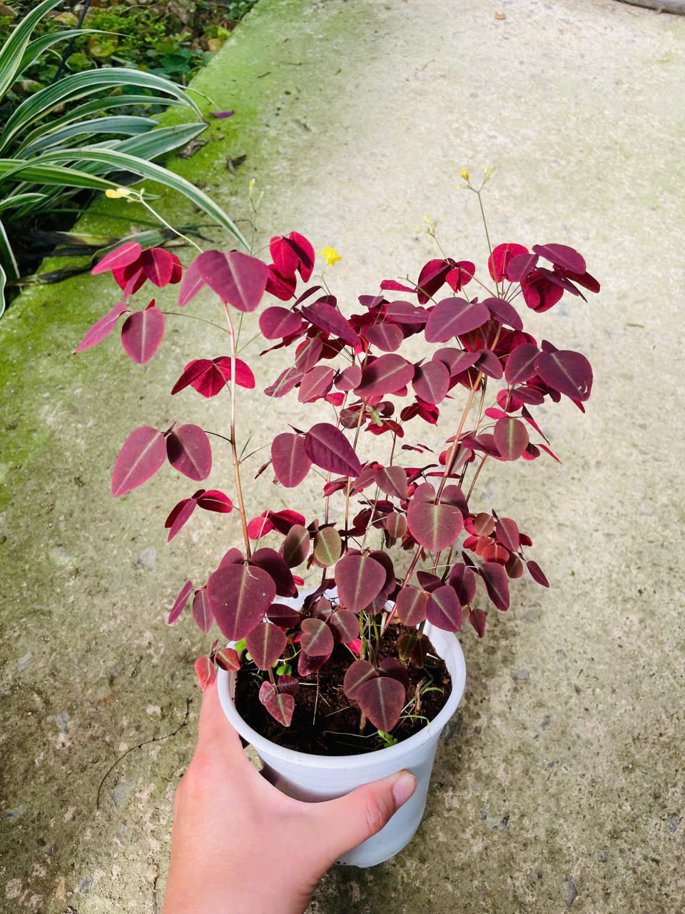 Ảnh chính OXALIX TÍM - Nhiều thân