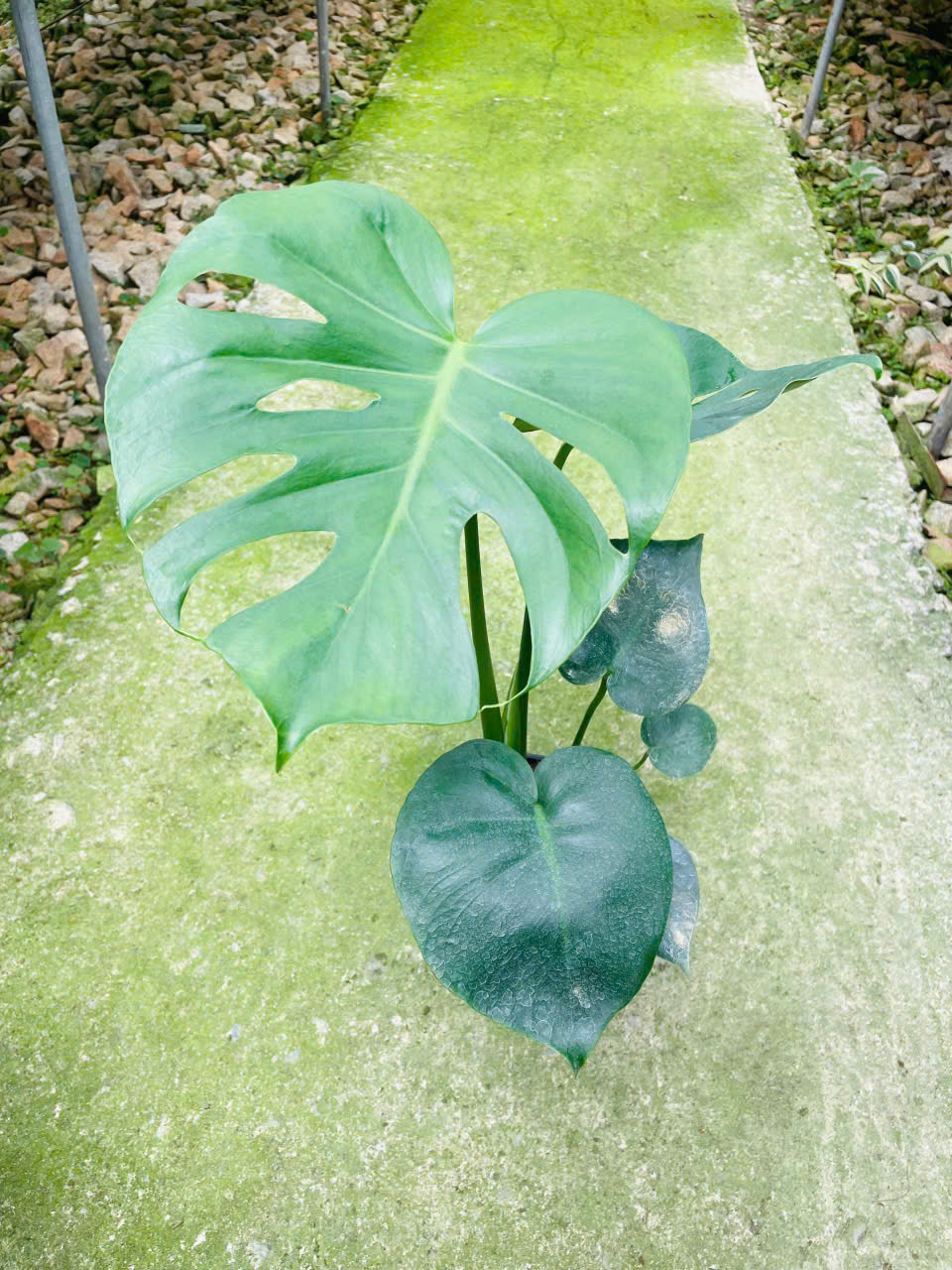 Ảnh chính MONTERRA DELIOSA