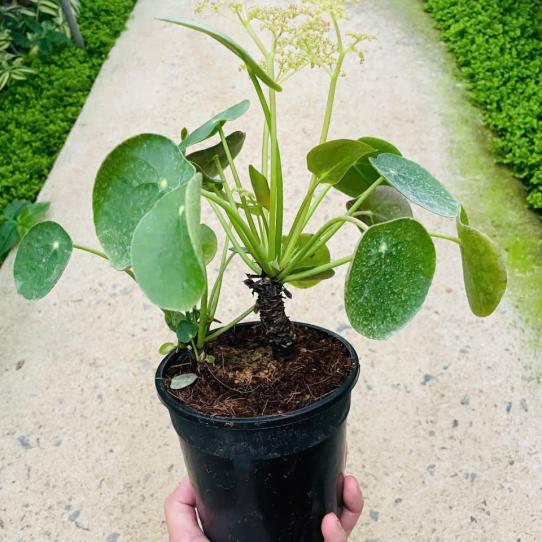 CỎ HƯƠNG THÂN GỖ