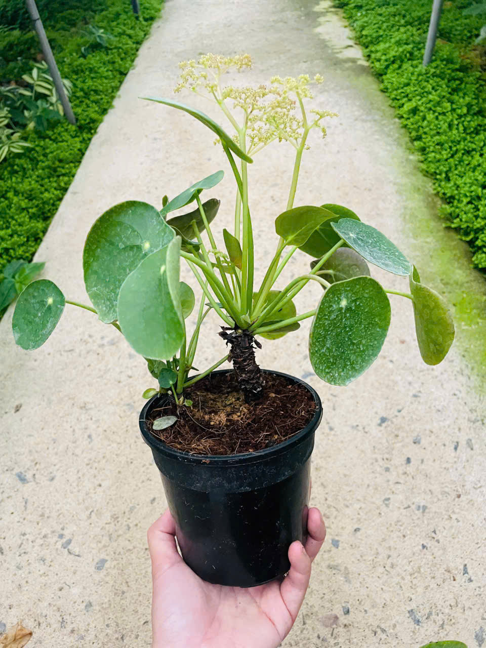 Ảnh chính CỎ HƯƠNG THÂN GỖ