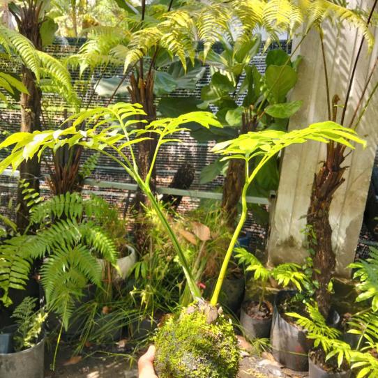 KOKEDAMA DƯƠNG XỈ VUA SIZE ĐỂ BÀN