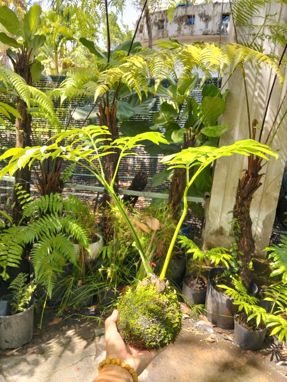 Ảnh chính KOKEDAMA DƯƠNG XỈ VUA SIZE ĐỂ BÀN