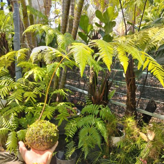 KOKEDAMA DƯƠNG XỈ CULI LÁ