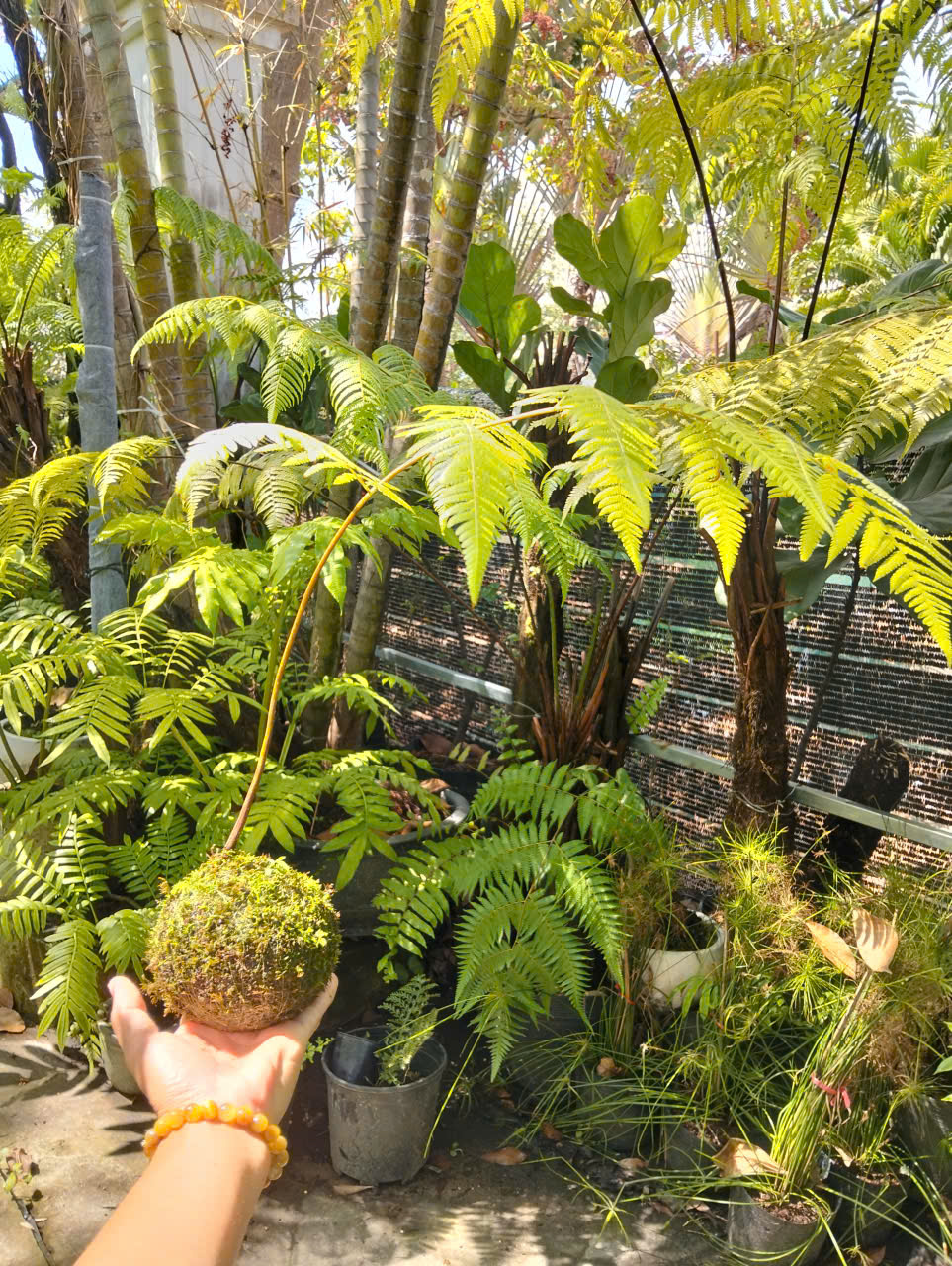 Ảnh chính KOKEDAMA DƯƠNG XỈ CULI LÁ