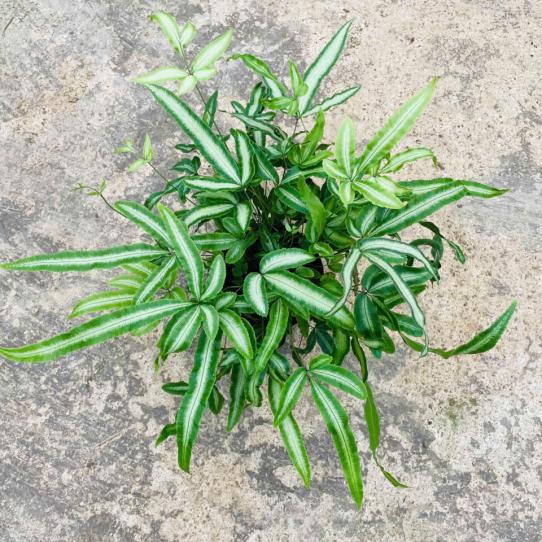 DƯƠNG XỈ PHỤNG HOÀNG