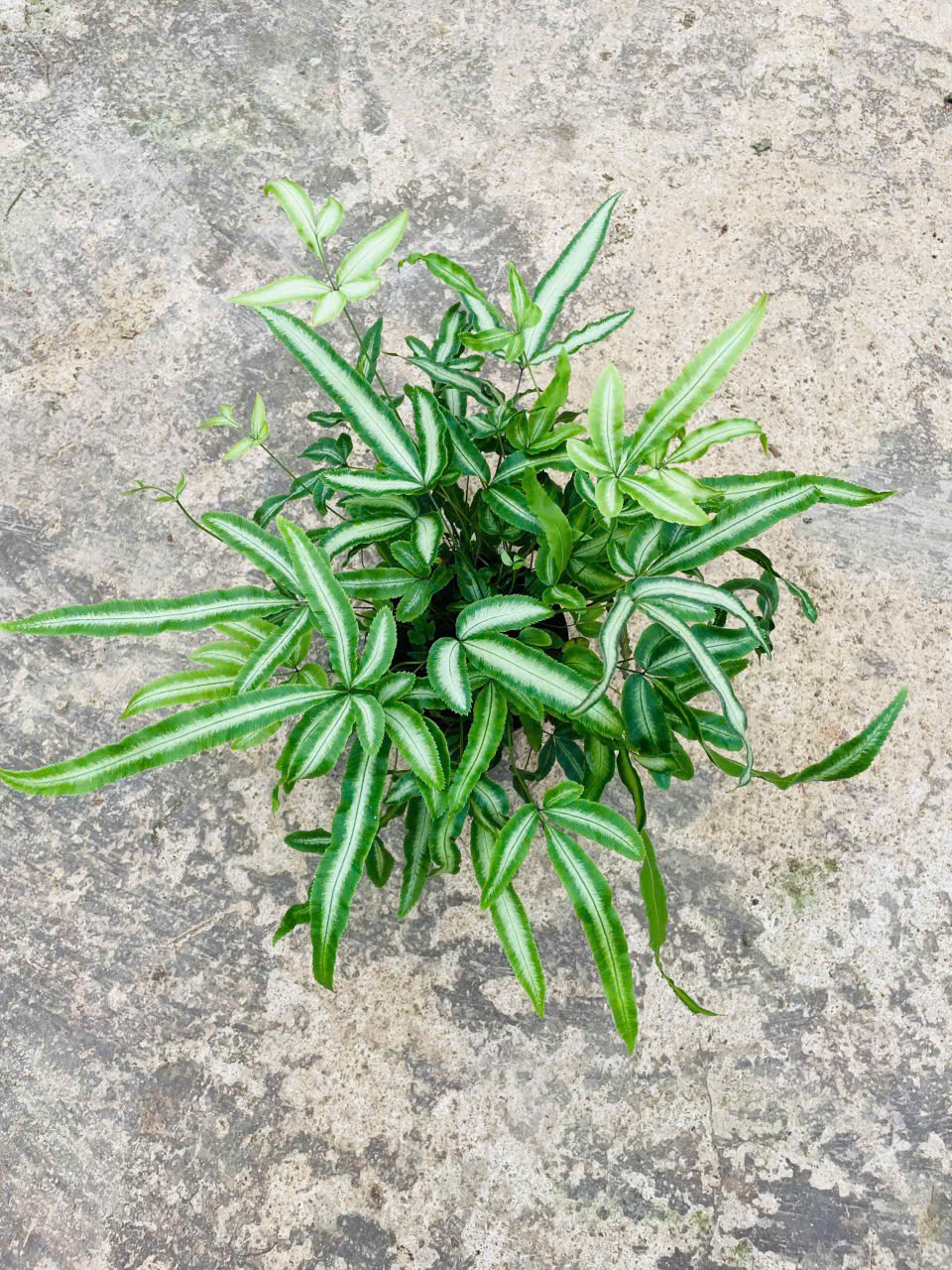 Ảnh chính DƯƠNG XỈ PHỤNG HOÀNG